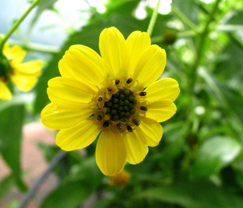 Lipochaeta connata subsp. acris photo 6