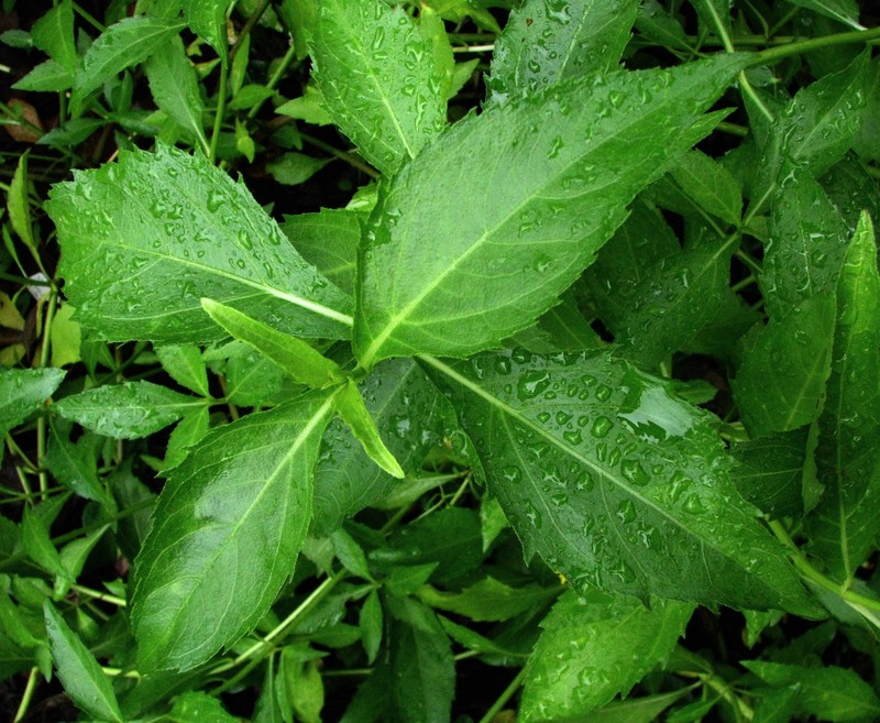 Lipochaeta connata subsp. acris photo 7