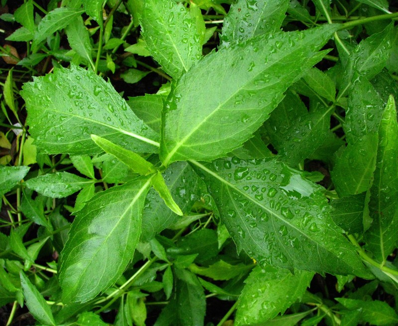 Lipochaeta connata subsp. acris photo 8