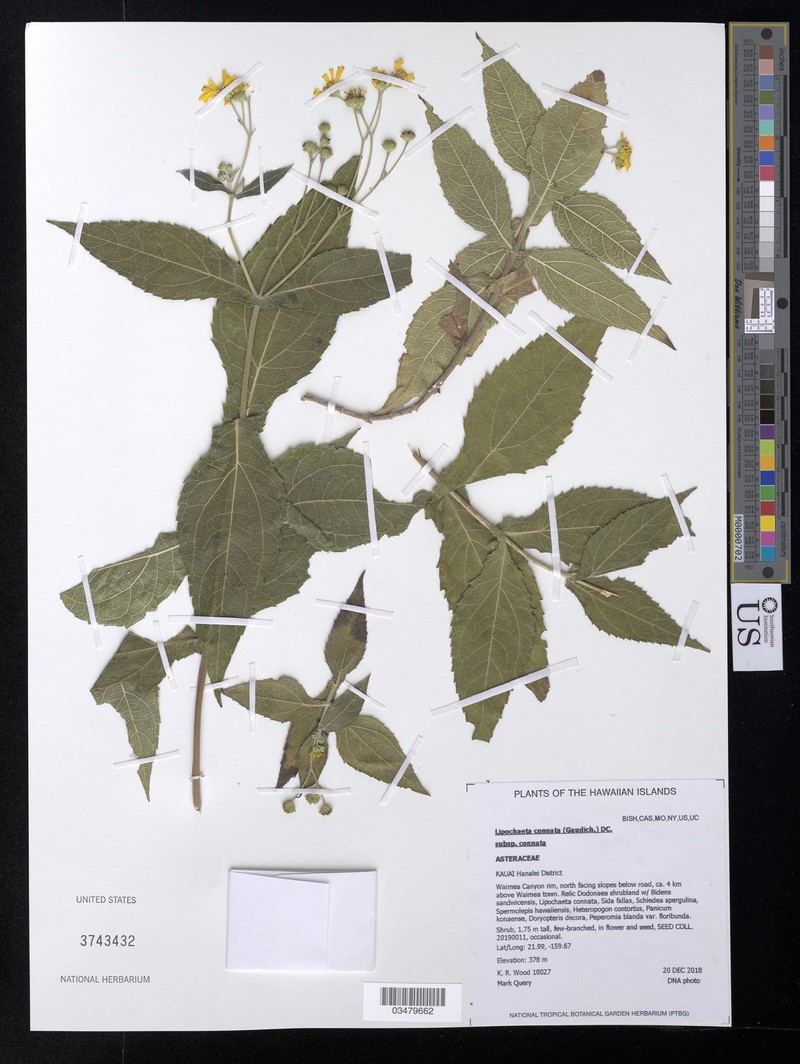 Lipochaeta connata subsp. connata photo 2