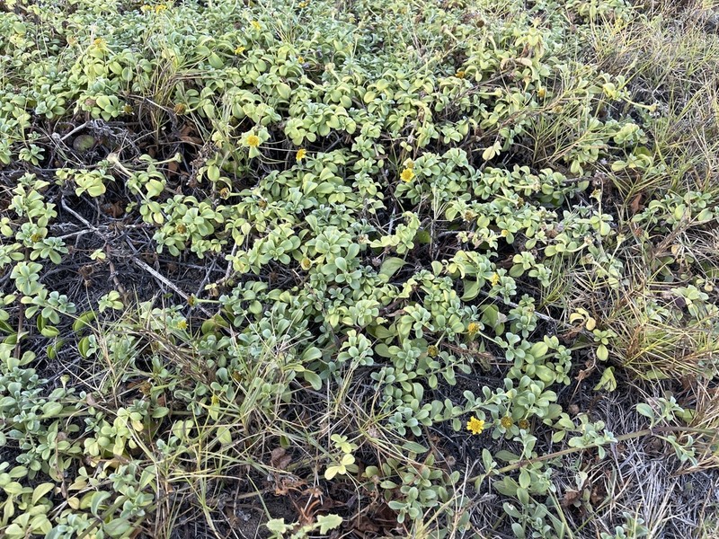 Kure Atoll Nehe photo 3