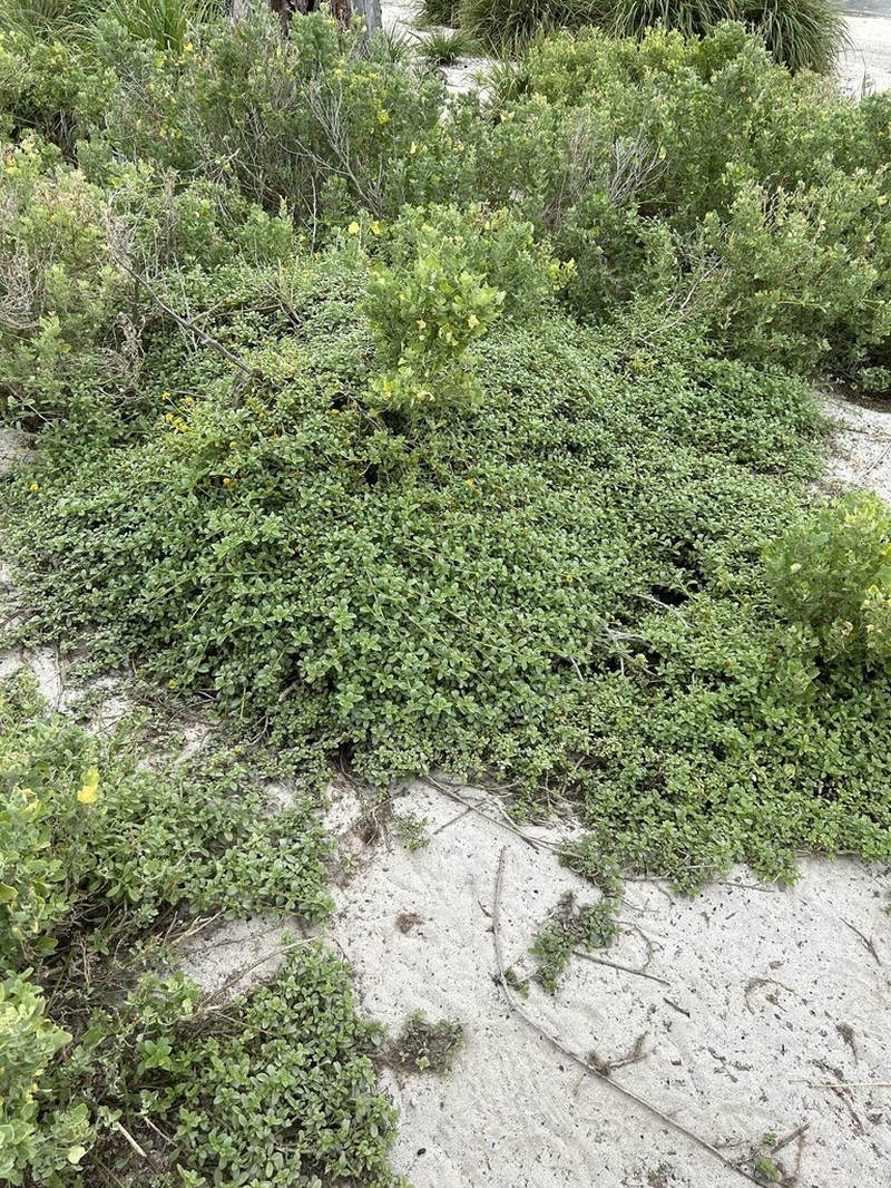 Kure Atoll Nehe photo 4