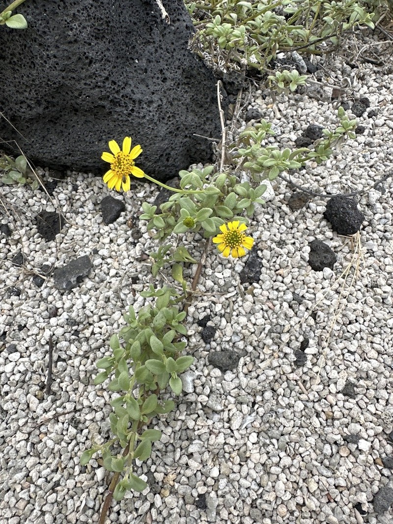 Kure Atoll Nehe photo 8