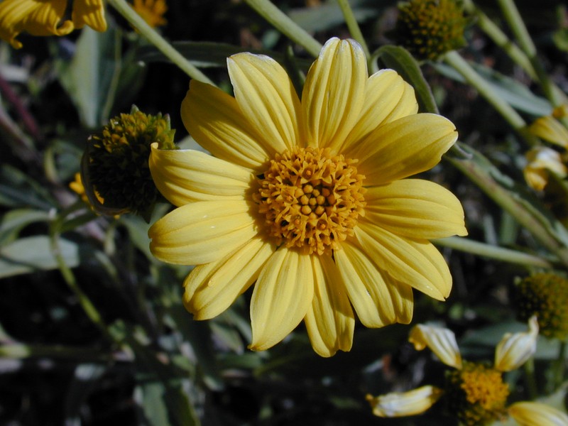 Shrubland Nehe
