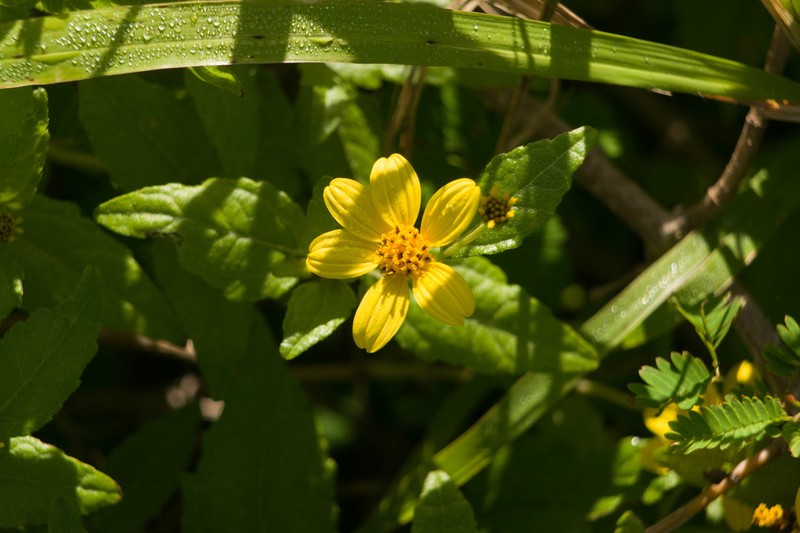 Shrubland Nehe photo 2