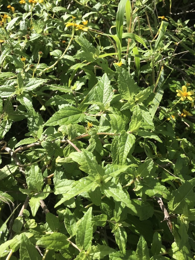Shrubland Nehe photo 4