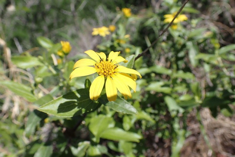 Shrubland Nehe photo 5