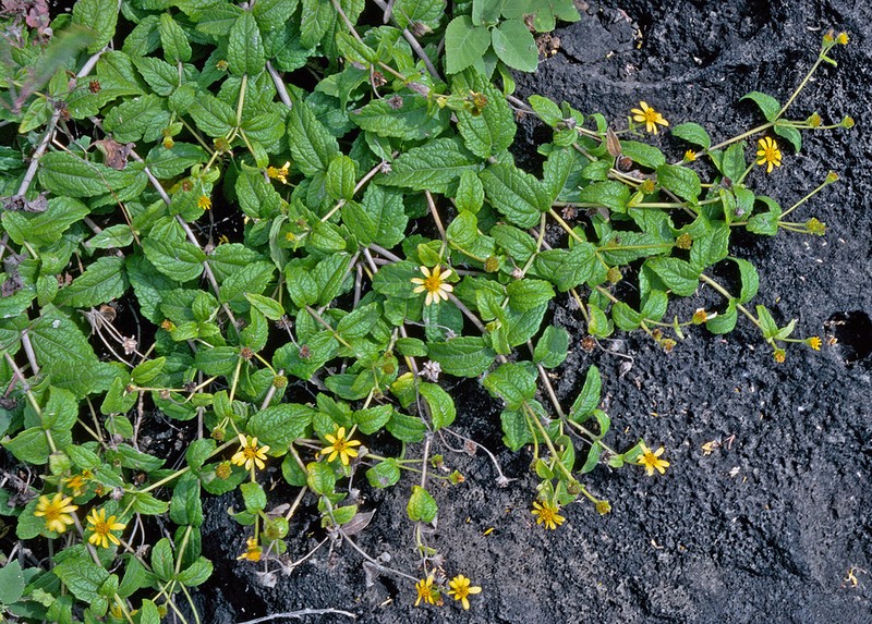 Shrubland Nehe photo 6