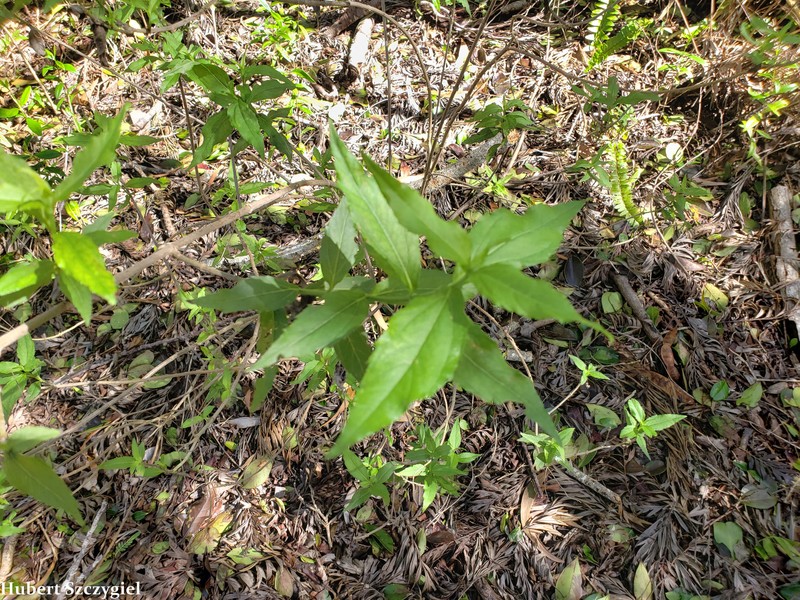 Lipochaeta lobata subsp. leptophylla