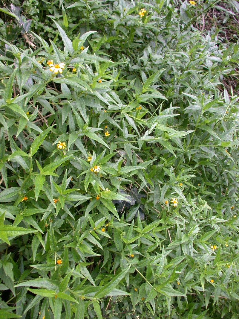 Lipochaeta lobata subsp. leptophylla photo 2