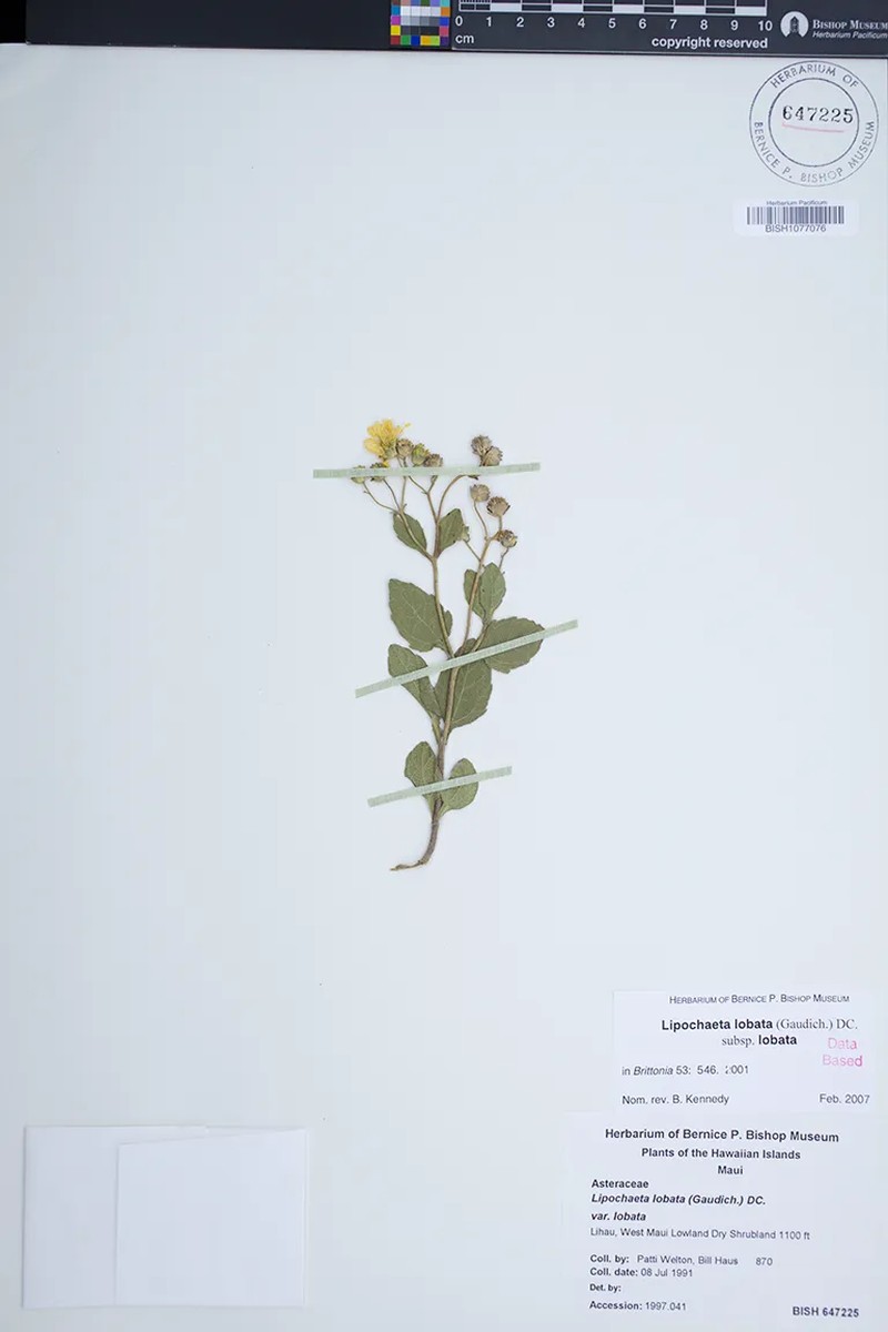 Lipochaeta lobata subsp. lobata photo 2