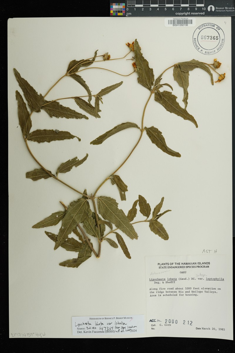 Lipochaeta lobata subsp. lobata photo 3