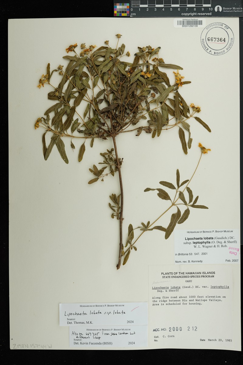 Lipochaeta lobata subsp. lobata photo 4