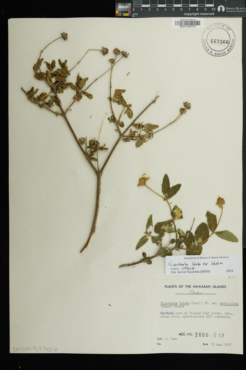 Lipochaeta lobata subsp. lobata photo 5