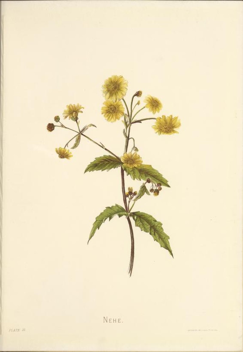 Lipochaeta lobata subsp. lobata