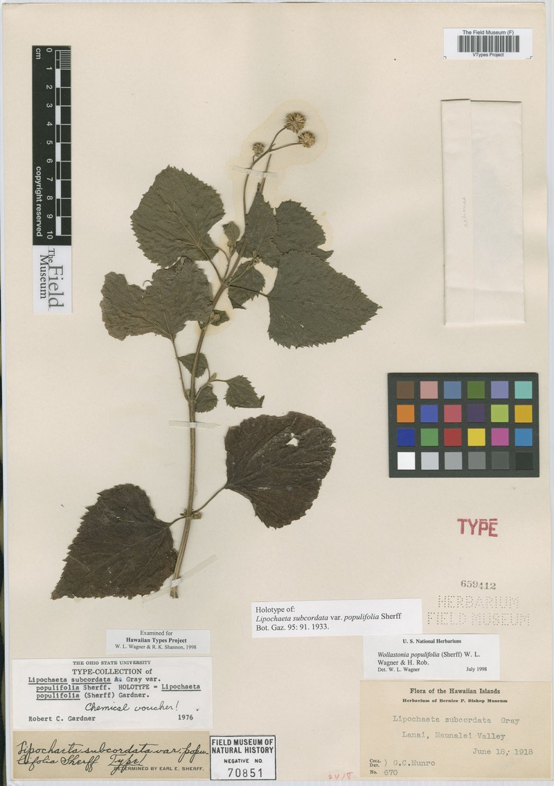 Lipochaeta populifolia