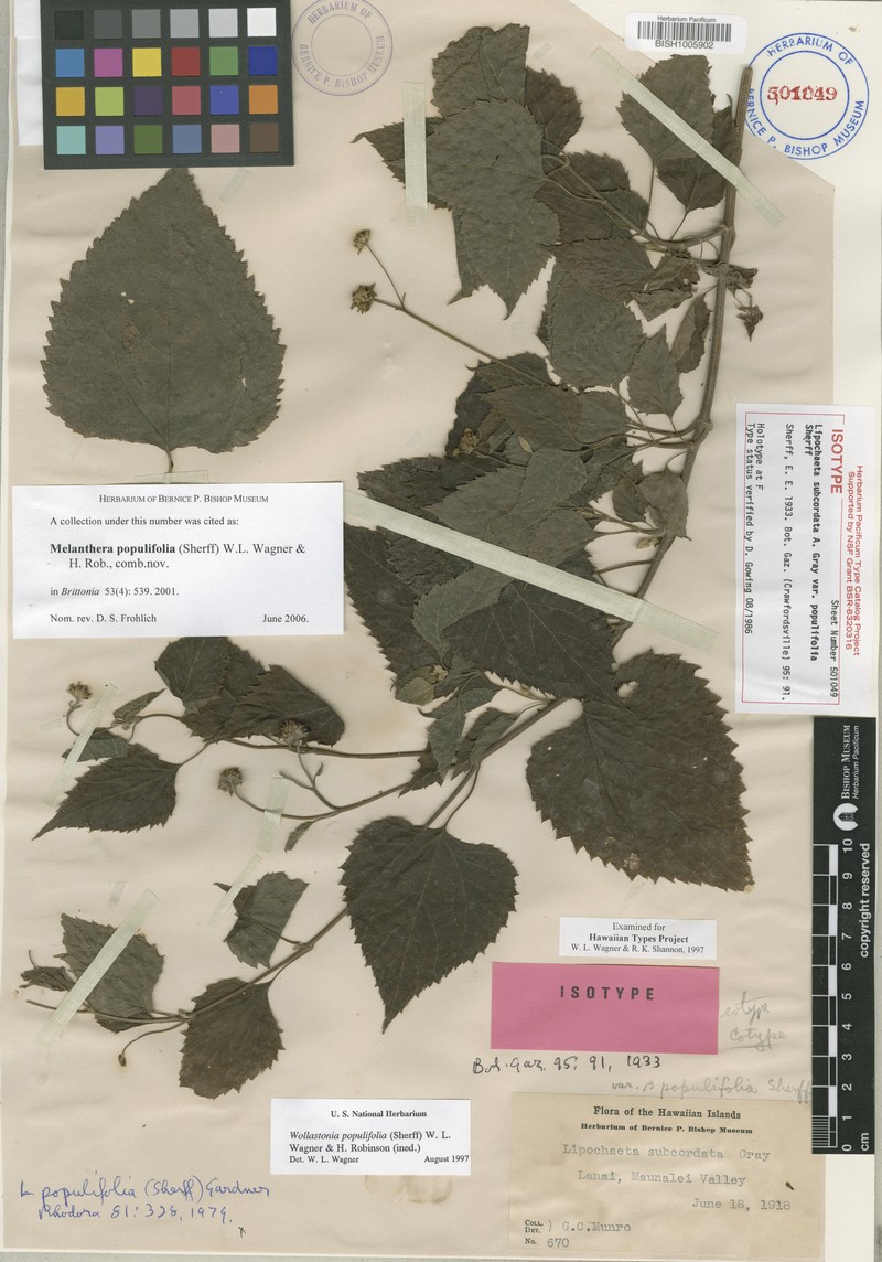 Lipochaeta populifolia photo 2
