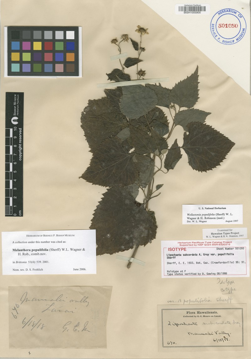 Lipochaeta populifolia photo 3