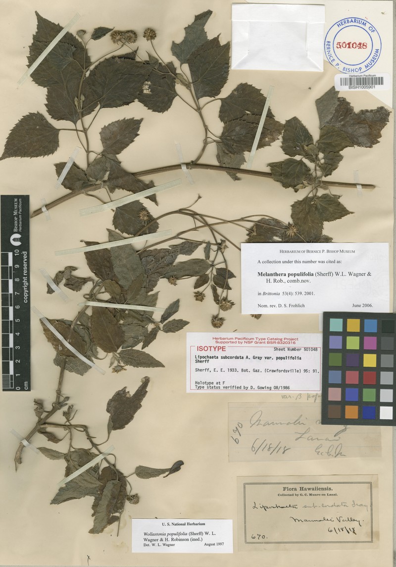 Lipochaeta populifolia photo 4