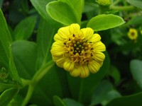 Seaside Nehe