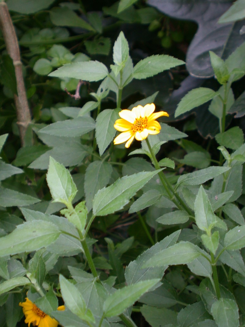 Streambed Nehe photo 4