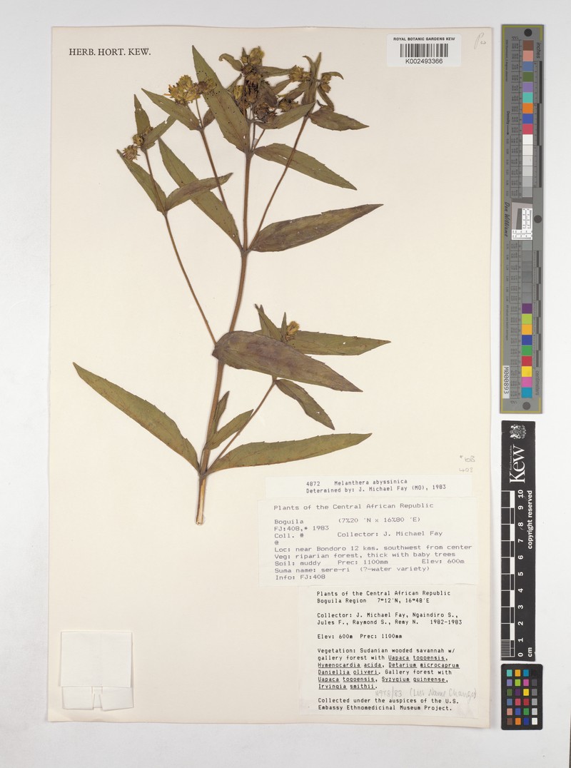 Lipotriche abyssinica