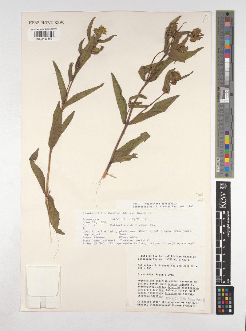 Lipotriche abyssinica photo 2