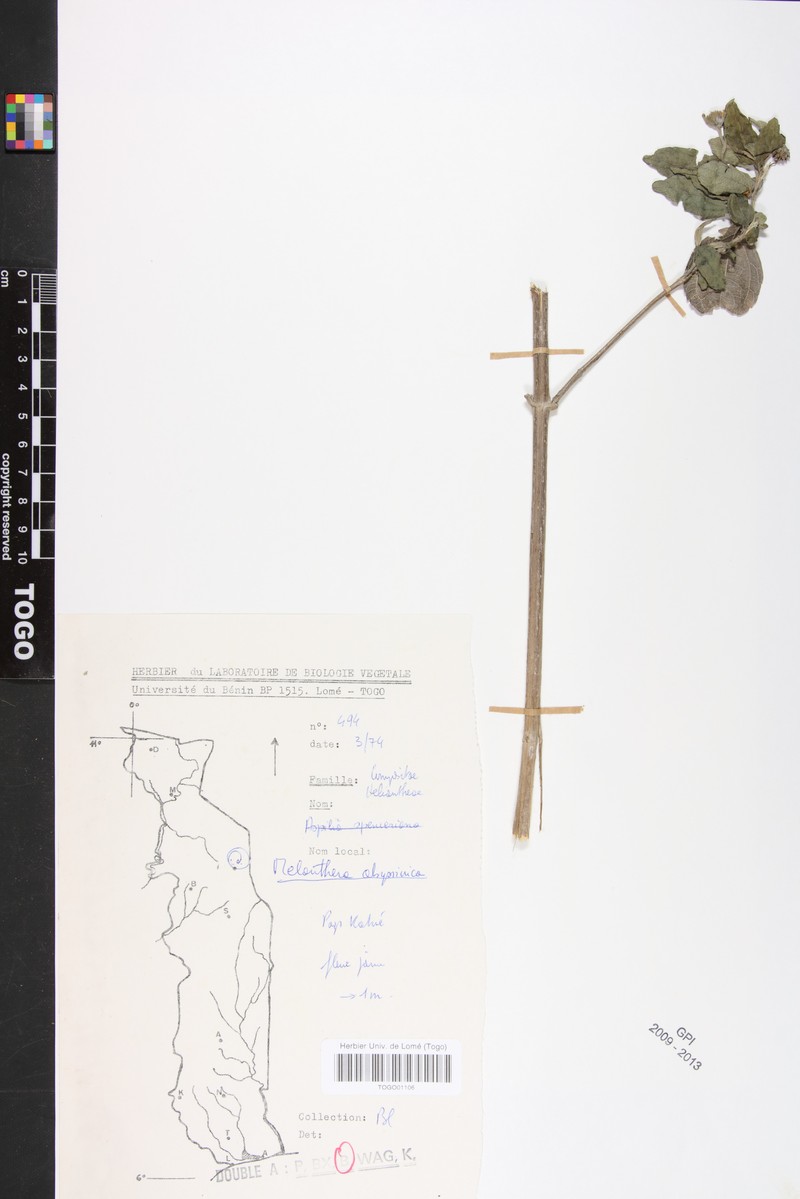 Lipotriche abyssinica photo 3