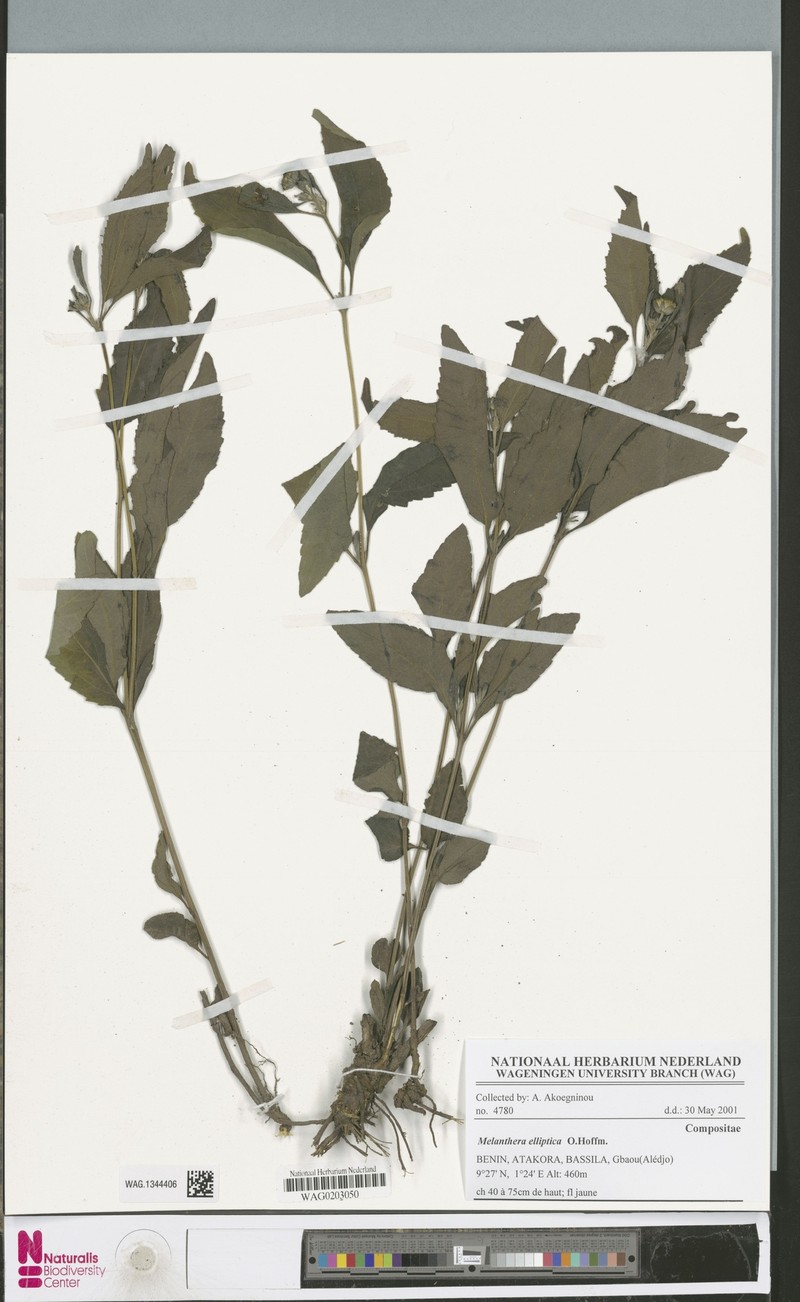 Lipotriche elliptica