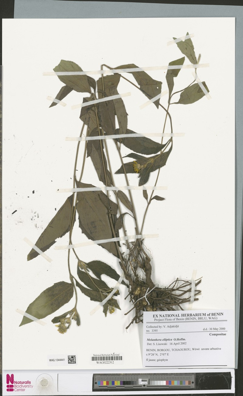 Lipotriche elliptica photo 3
