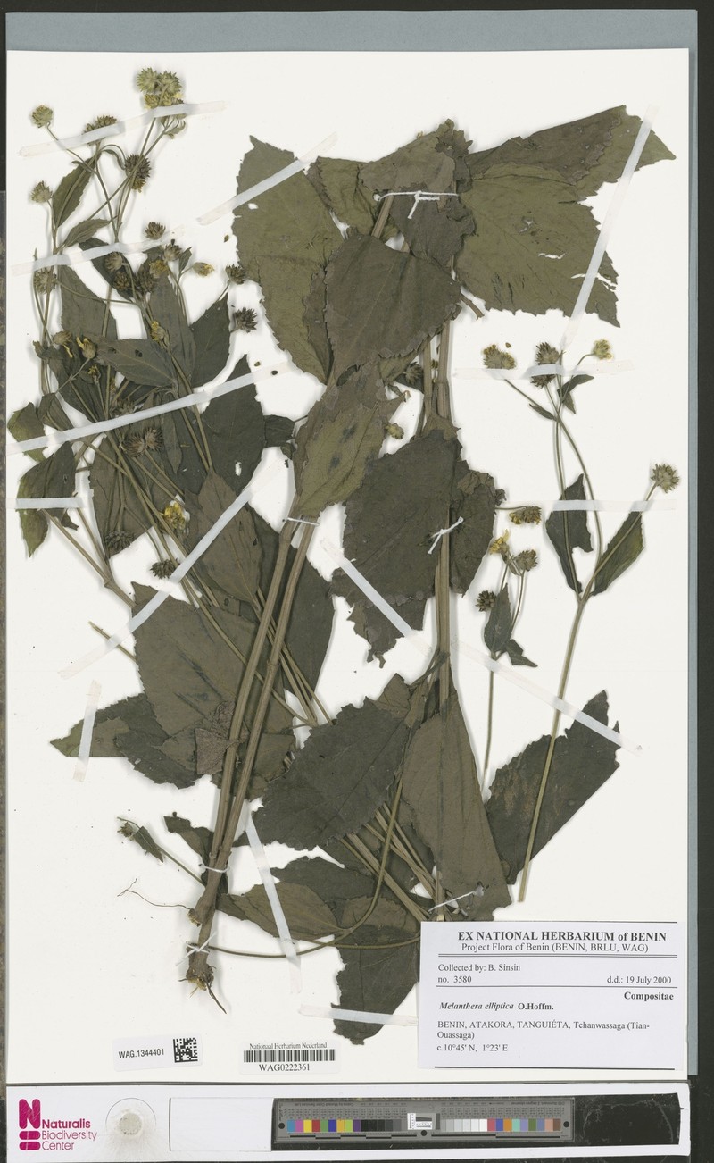 Lipotriche elliptica photo 4
