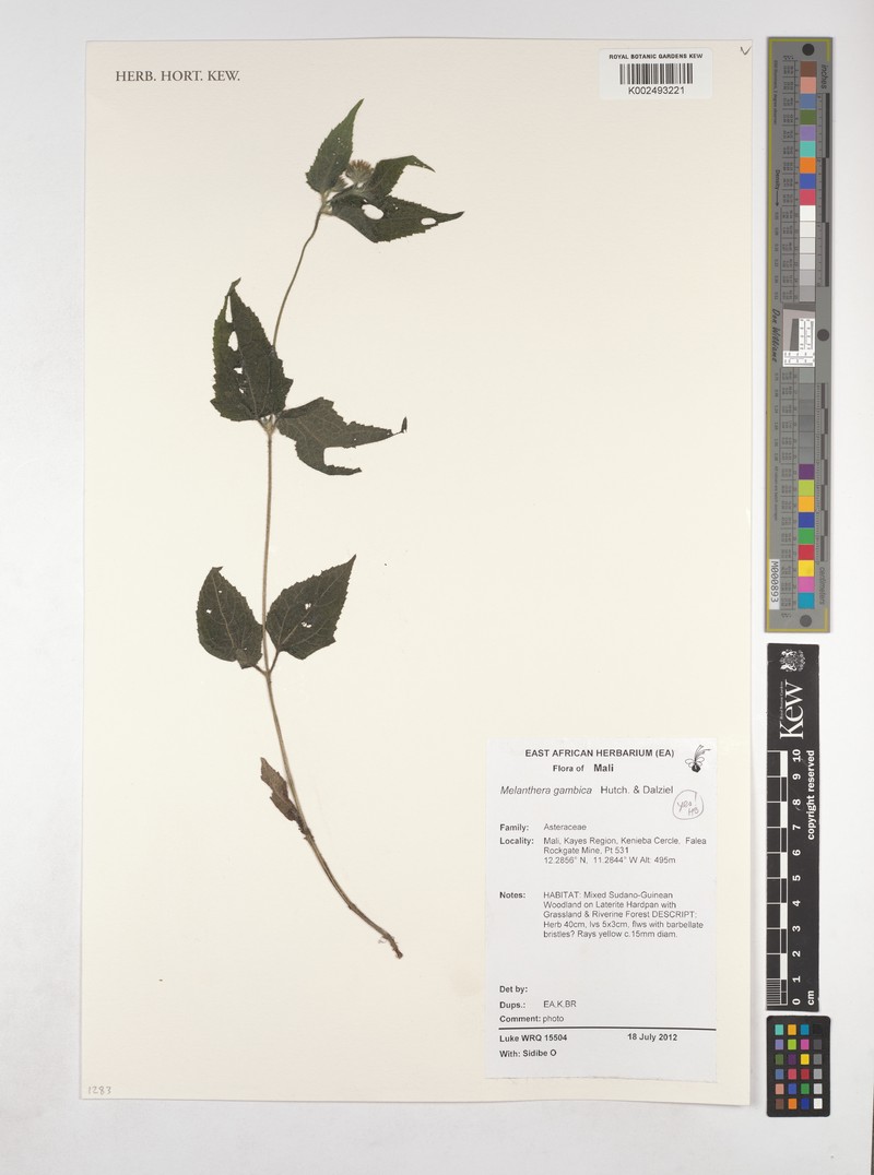 Lipotriche gambica