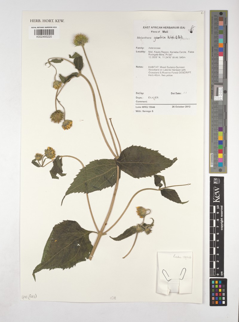 Lipotriche gambica photo 2