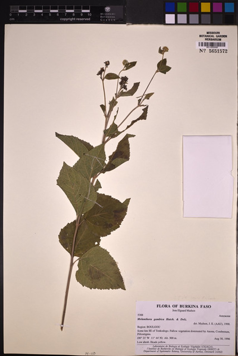 Lipotriche gambica photo 3