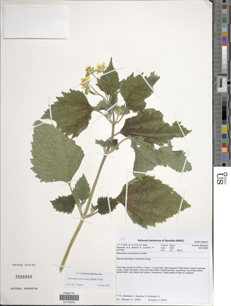 Lipotriche marlothiana