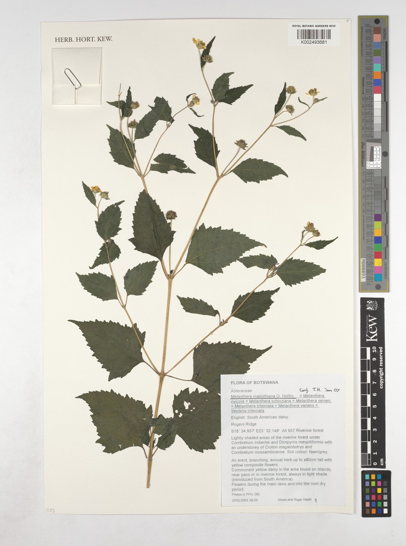 Lipotriche marlothiana photo 2