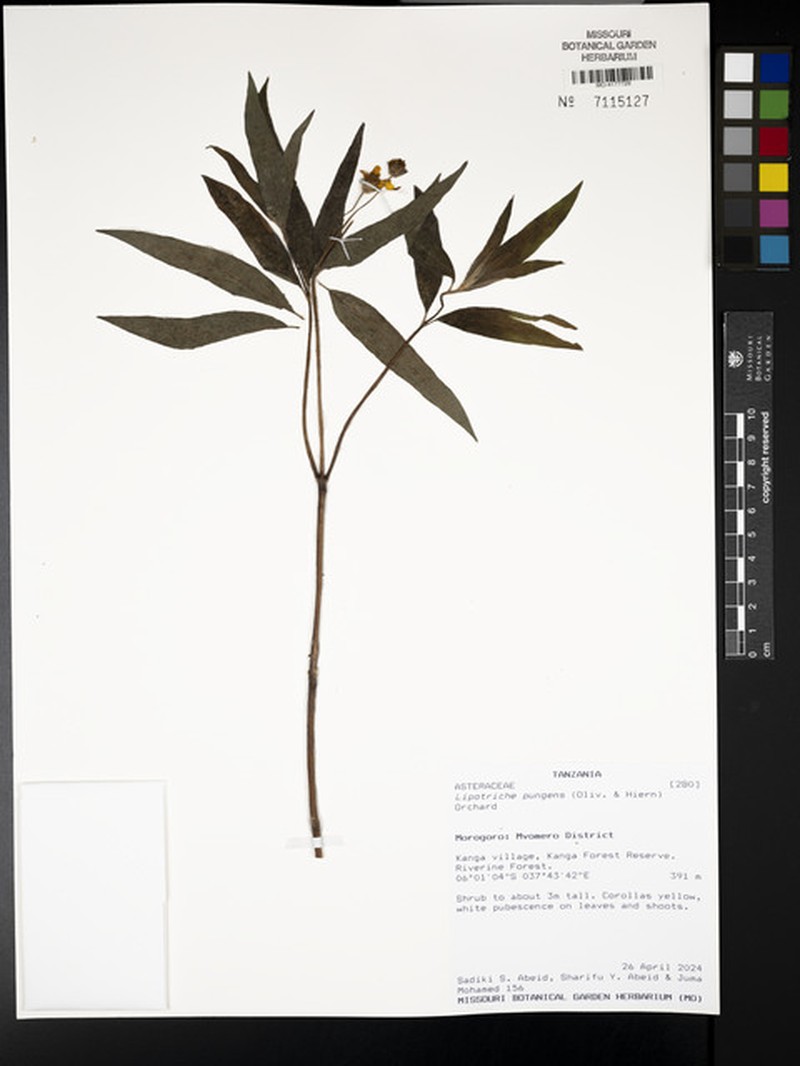 Lipotriche pungens
