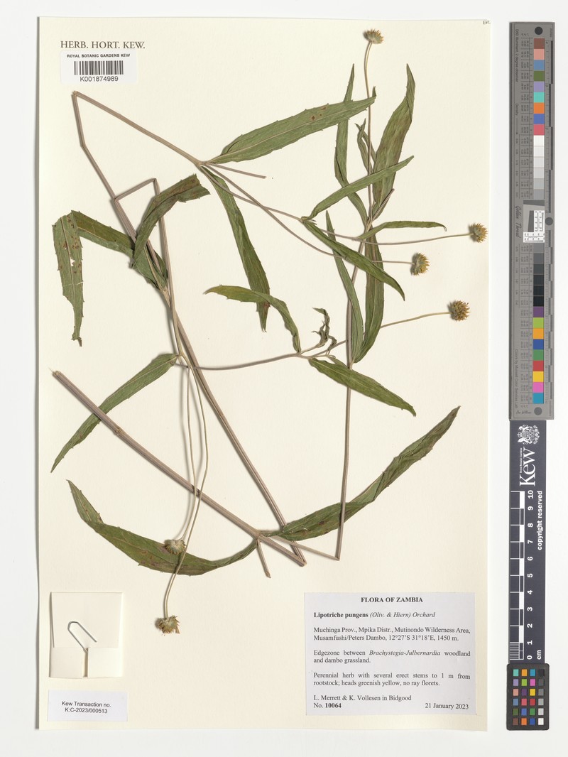 Lipotriche pungens photo 2