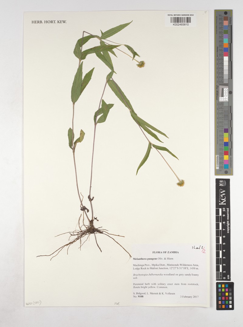 Lipotriche pungens photo 3