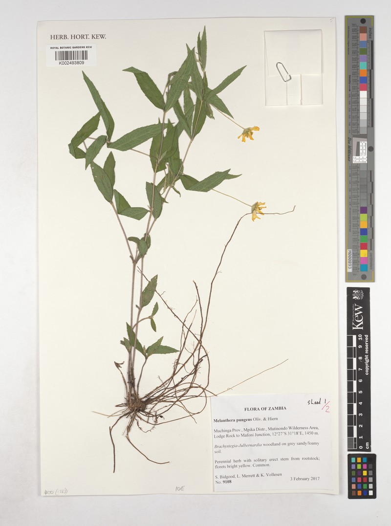 Lipotriche pungens photo 4