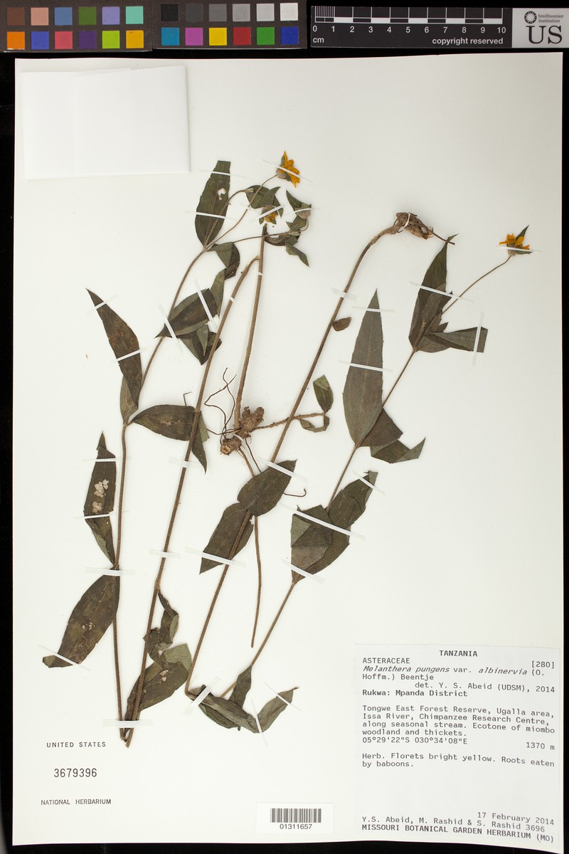 Lipotriche pungens subsp. pungens