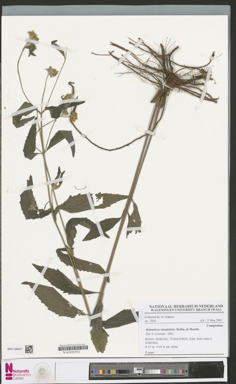 Lipotriche rhombifolia
