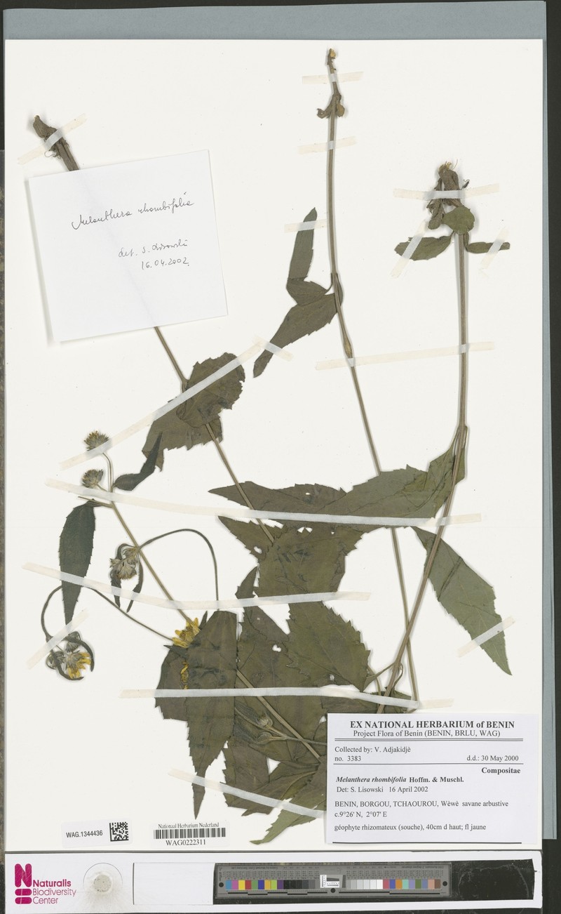 Lipotriche rhombifolia photo 2