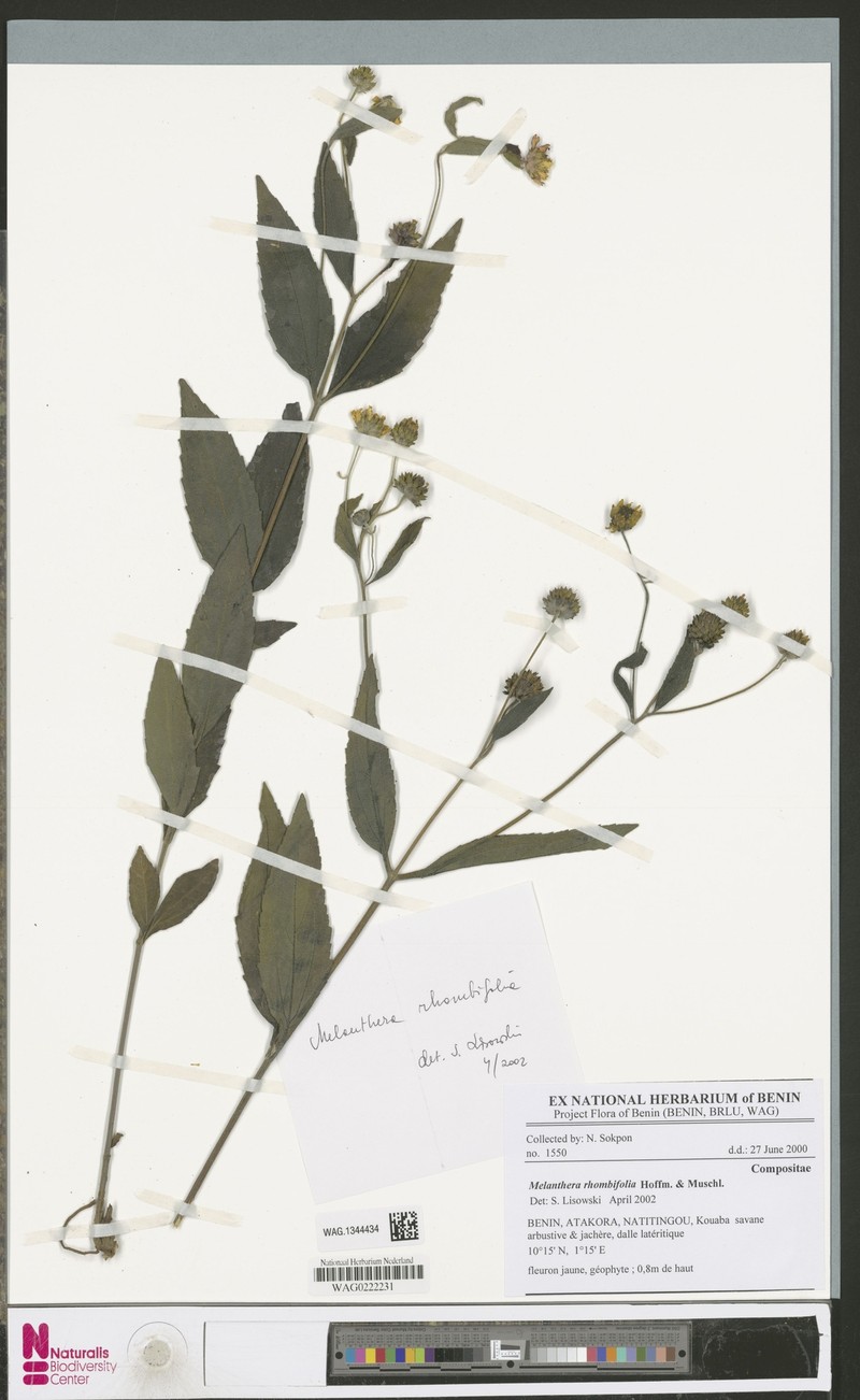 Lipotriche rhombifolia photo 3