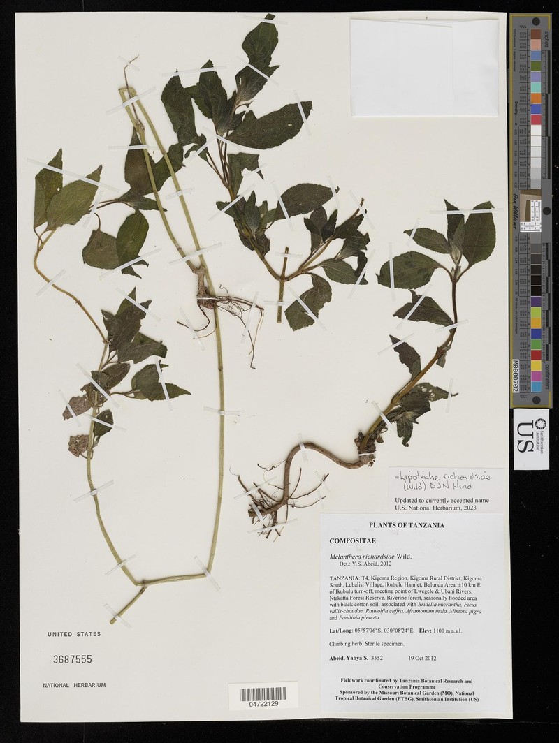 Lipotriche richardsiae