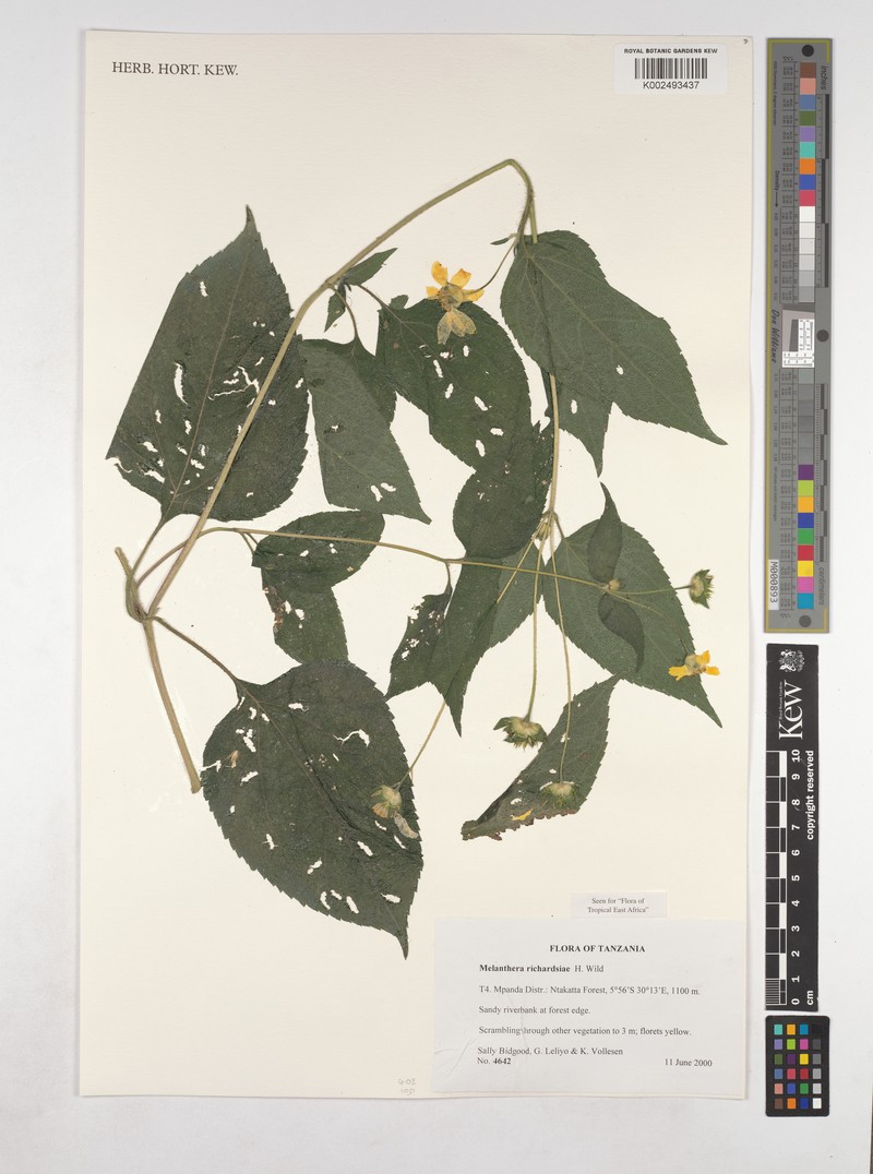 Lipotriche richardsiae photo 2