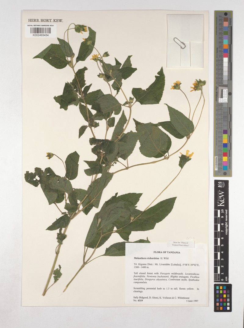 Lipotriche richardsiae photo 3
