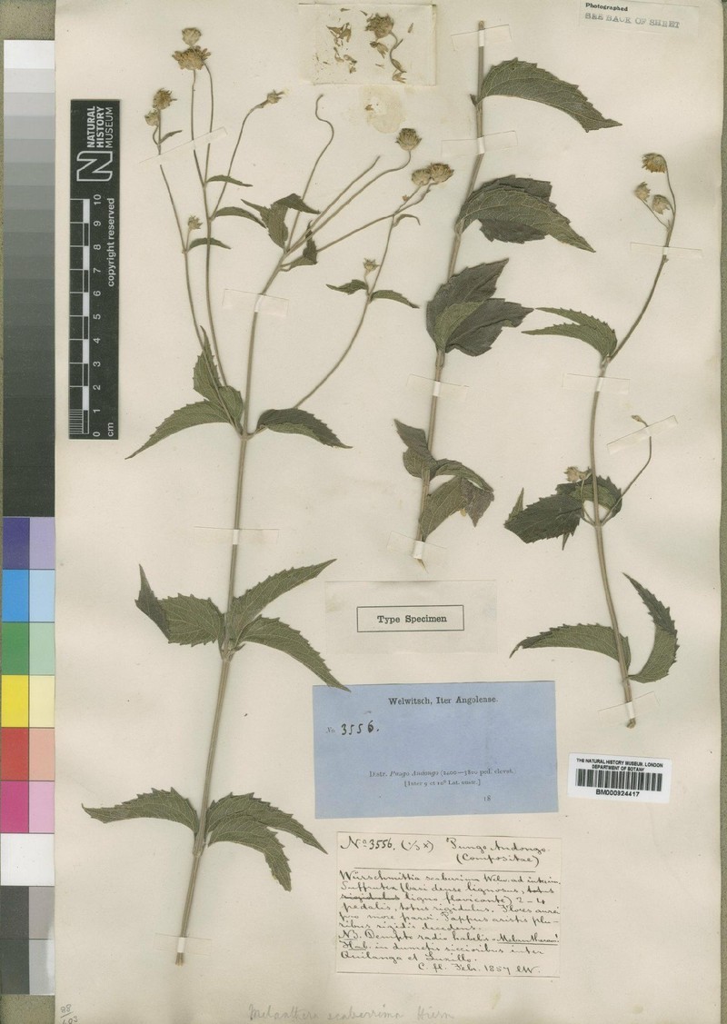 Lipotriche scaberrima