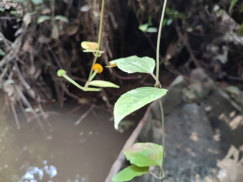 Lipotriche scandens