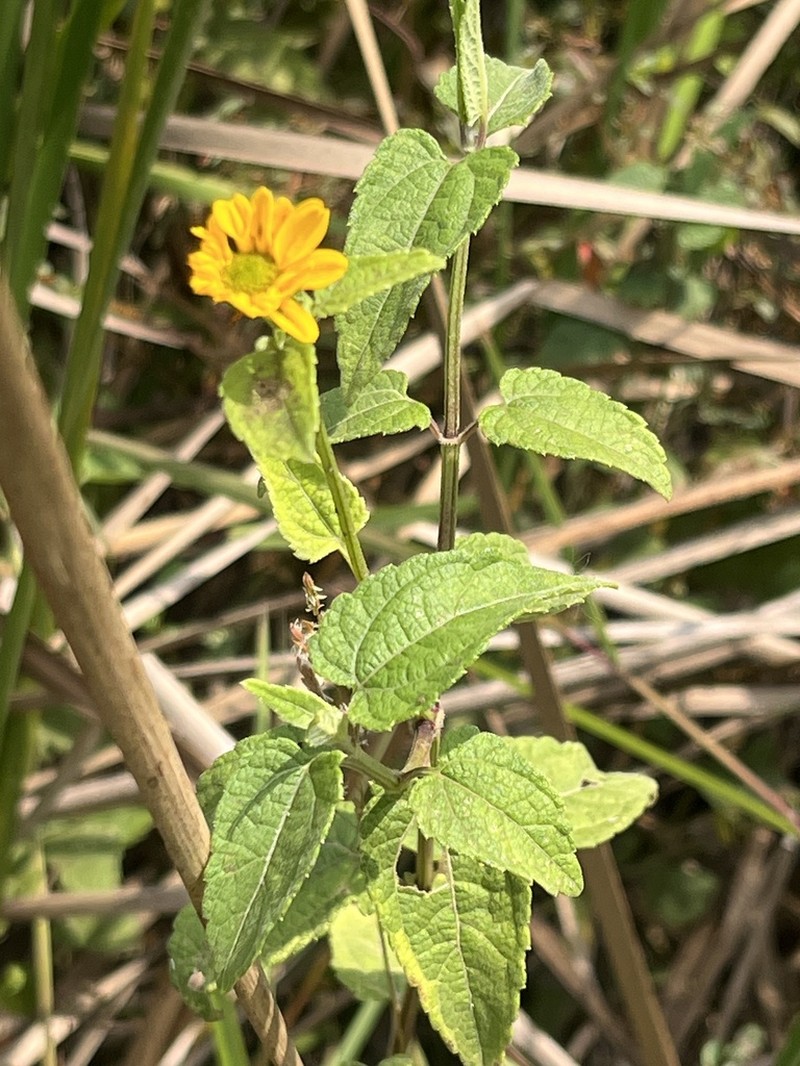 Lipotriche scandens photo 2